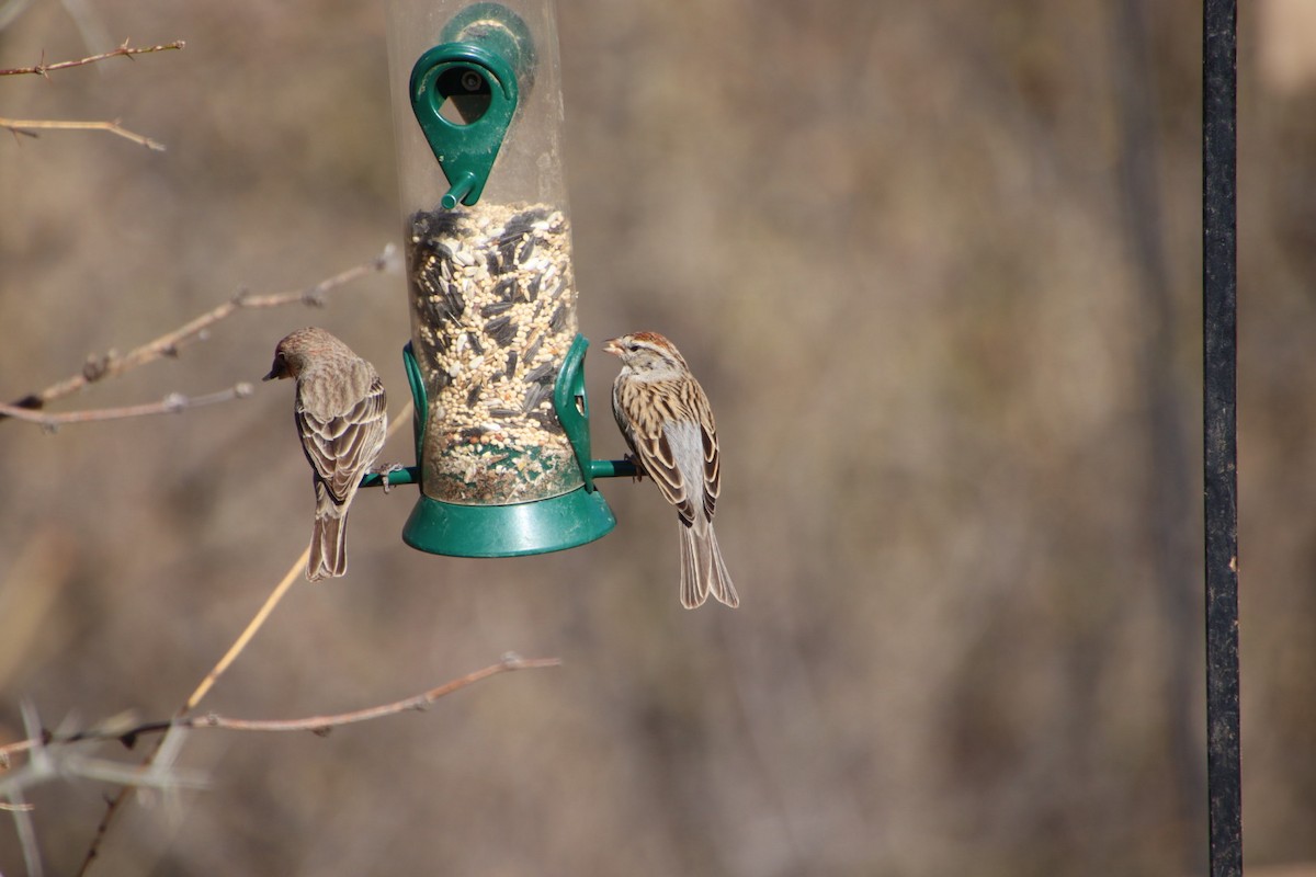 Chipping Sparrow - ML615087583