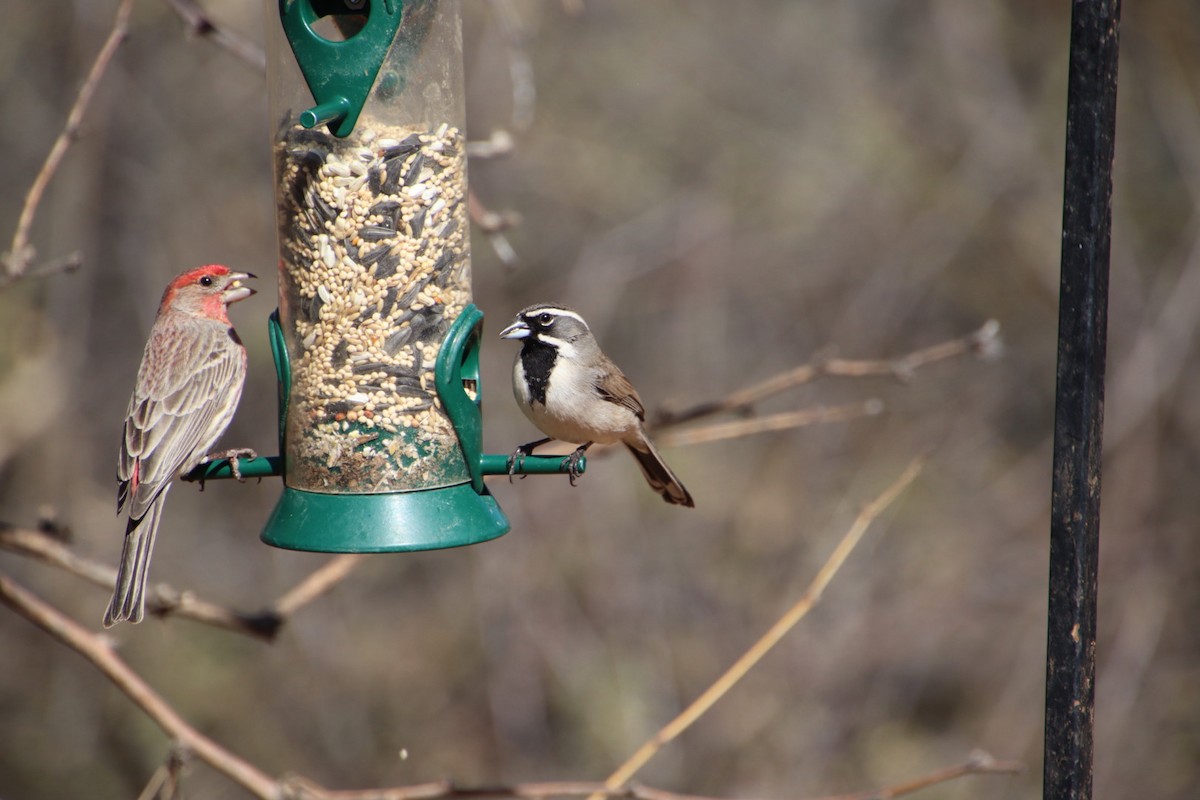 Black-throated Sparrow - ML615087588