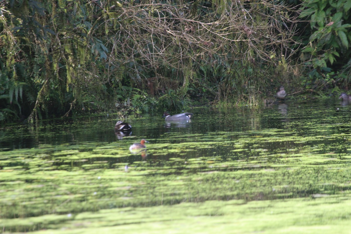 Falcated Duck - ML615087598