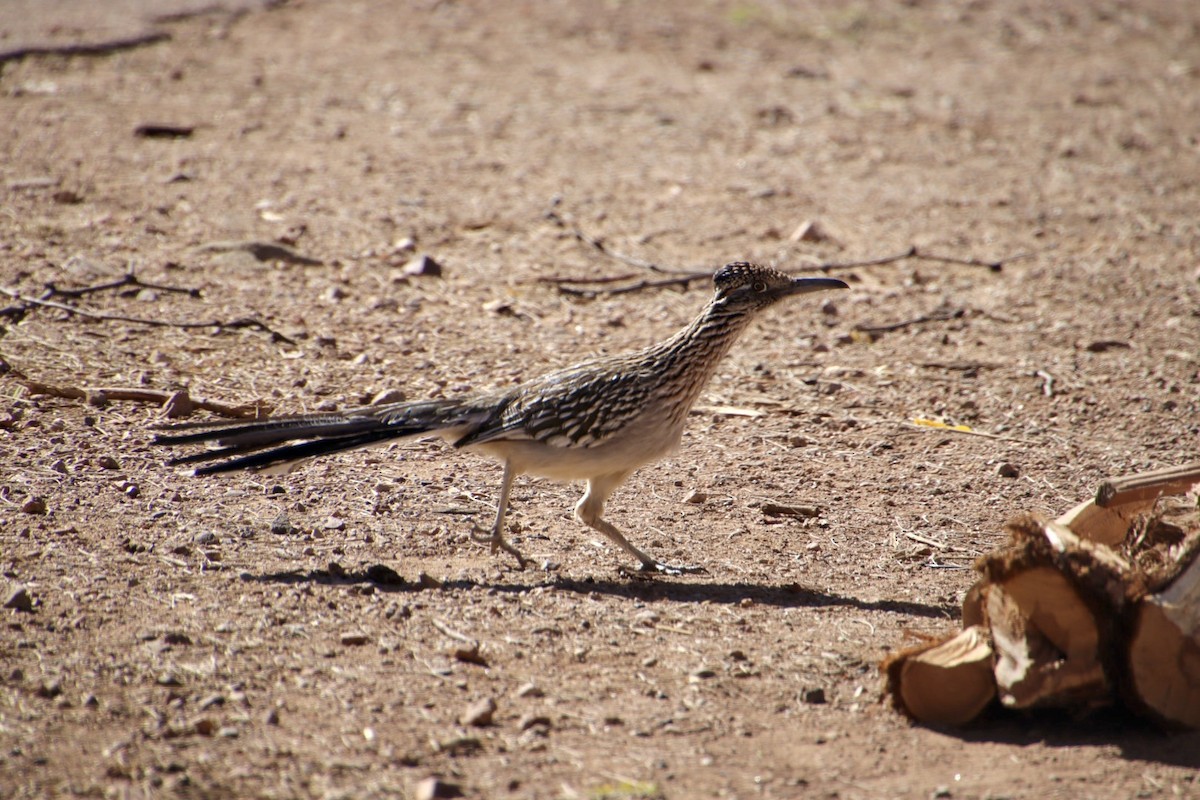 Greater Roadrunner - ML615087600