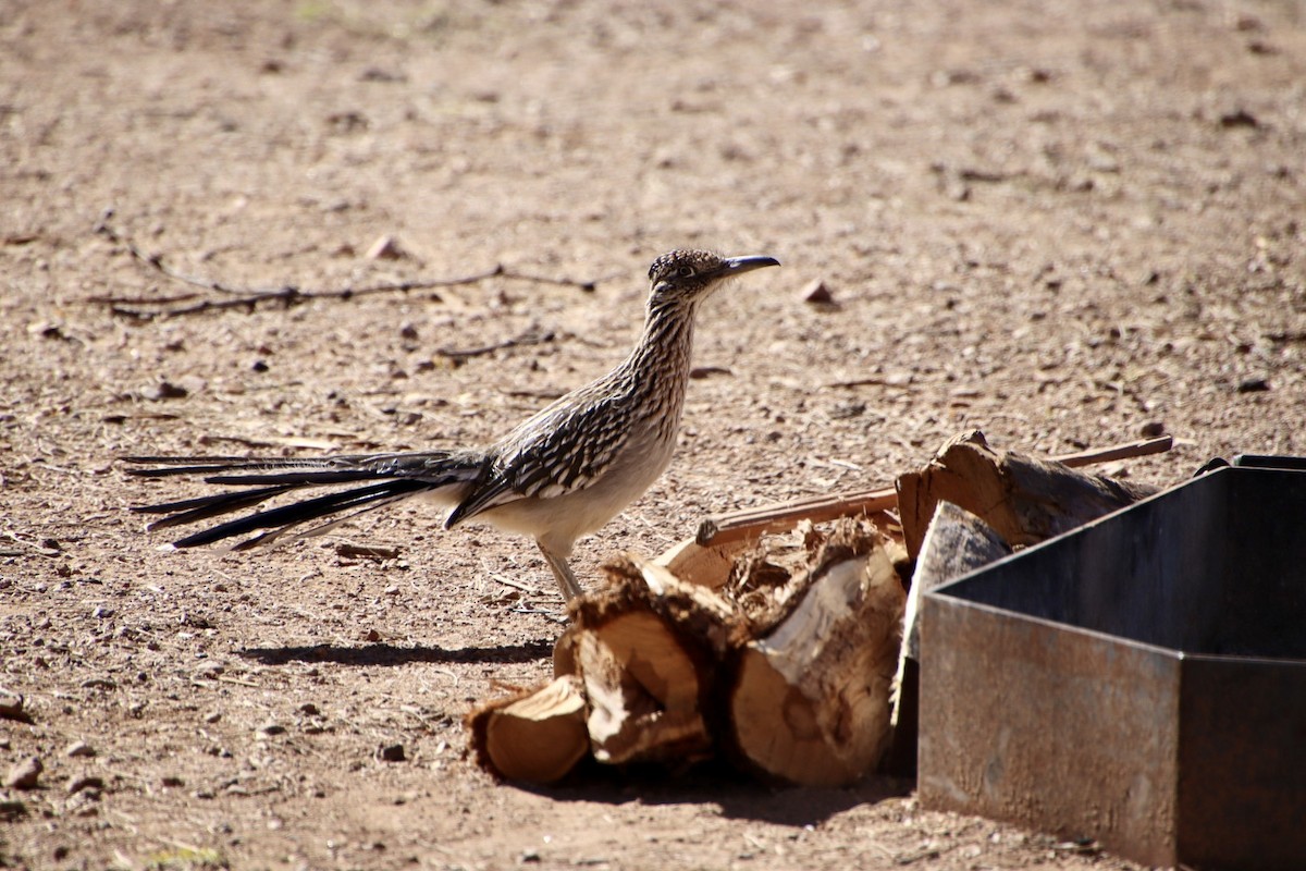 Greater Roadrunner - ML615087601