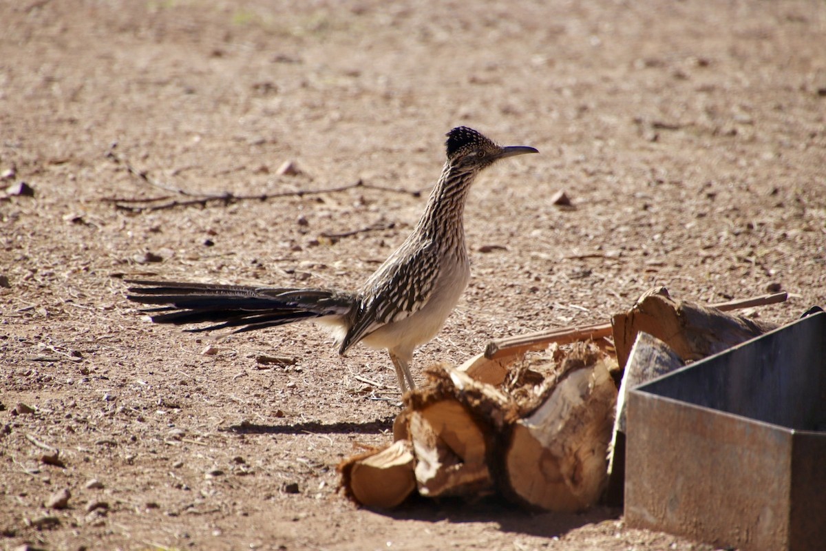 Greater Roadrunner - Allison Cheng