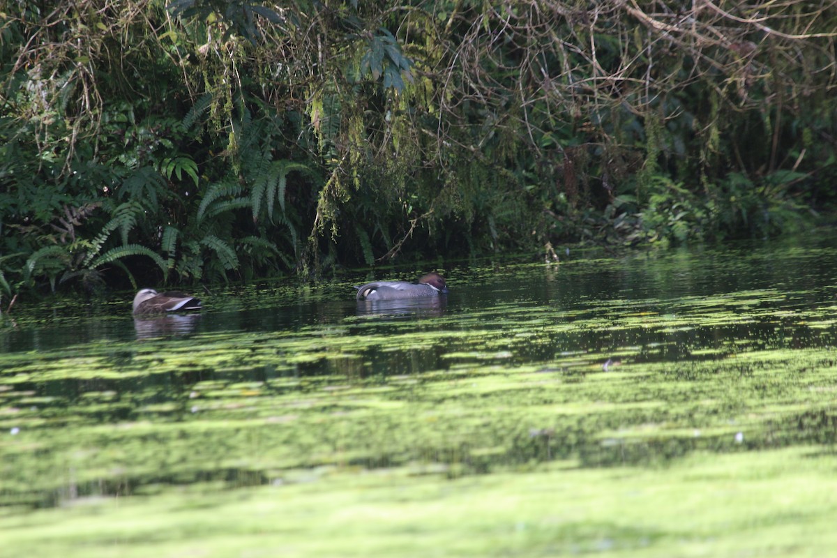 Falcated Duck - ML615087616