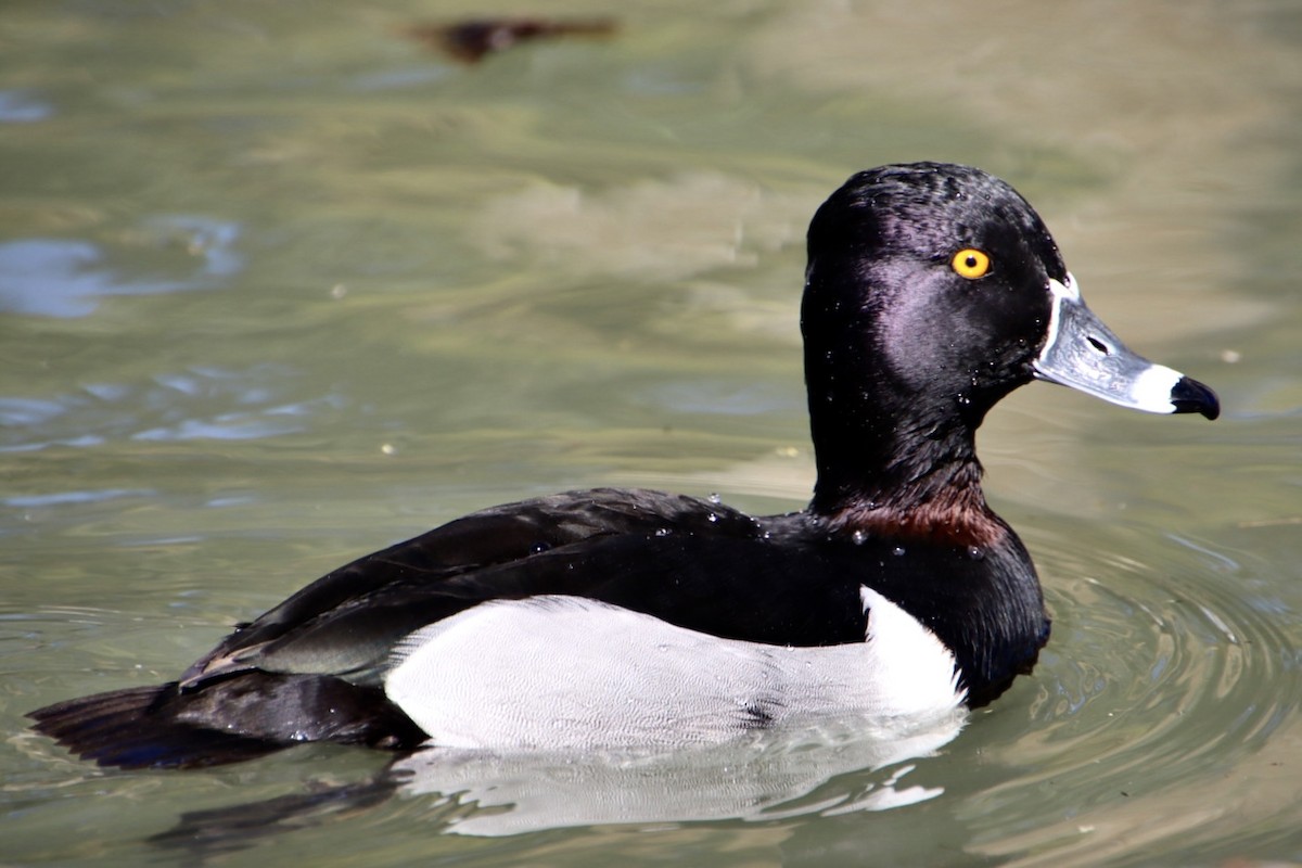 Ring-necked Duck - ML615087619