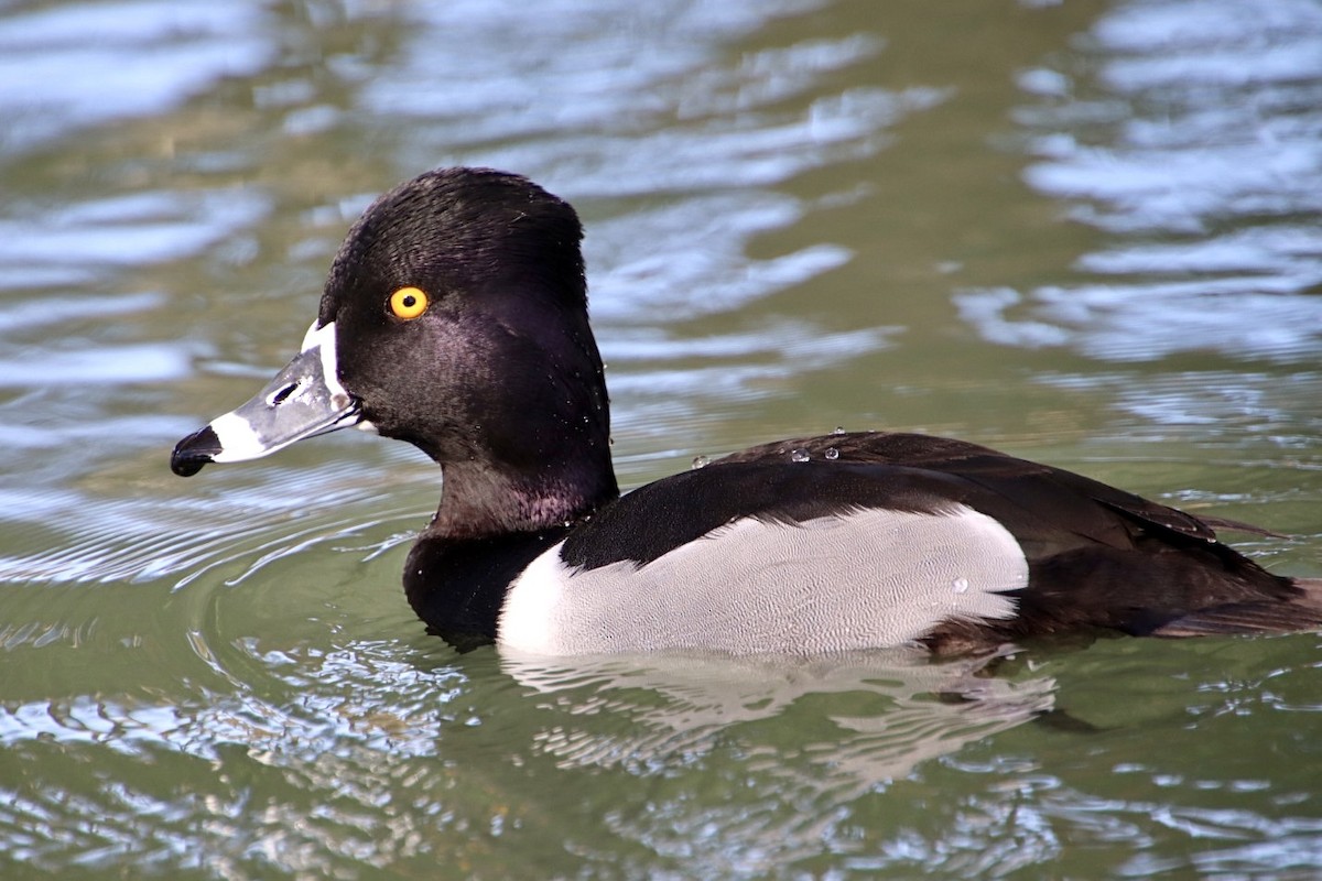 Ring-necked Duck - ML615087620