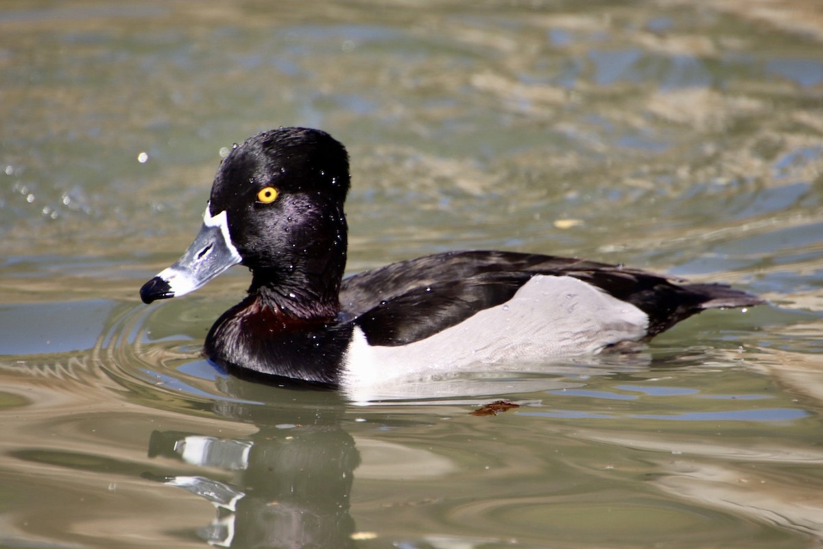 Ring-necked Duck - ML615087621