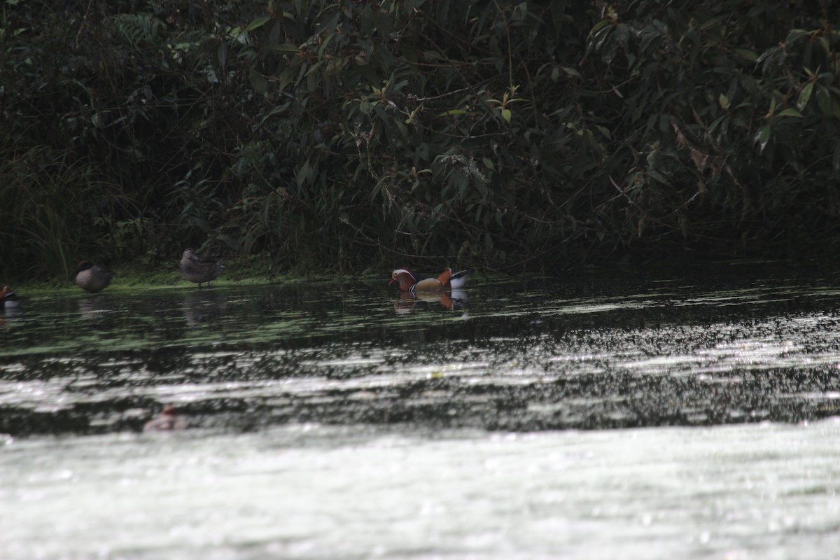 Mandarin Duck - ML615087622