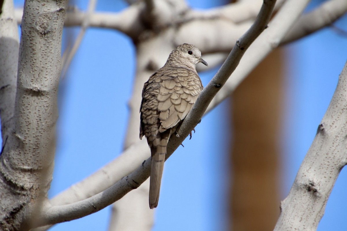 Inca Dove - ML615087623