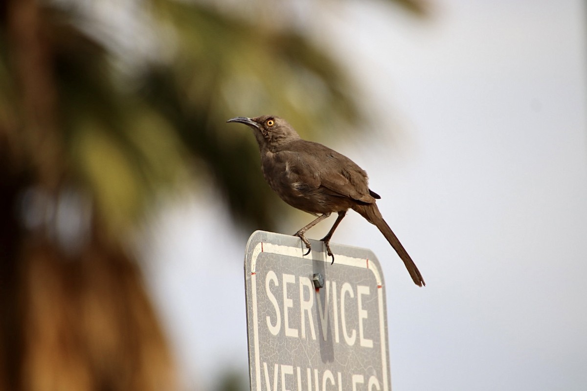 Curve-billed Thrasher - ML615087625
