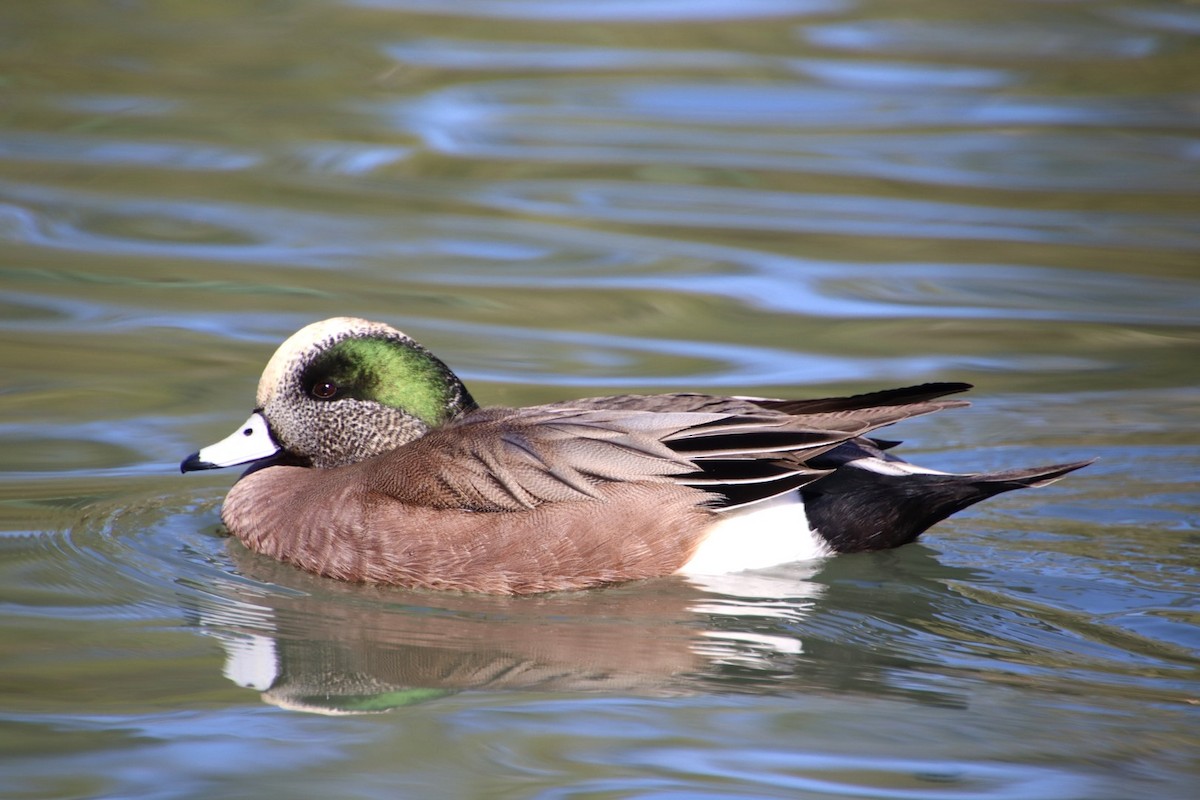 American Wigeon - ML615087626