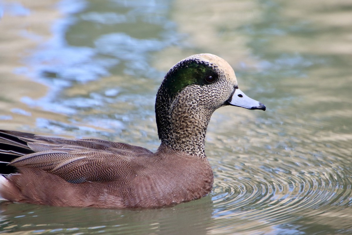 American Wigeon - ML615087627