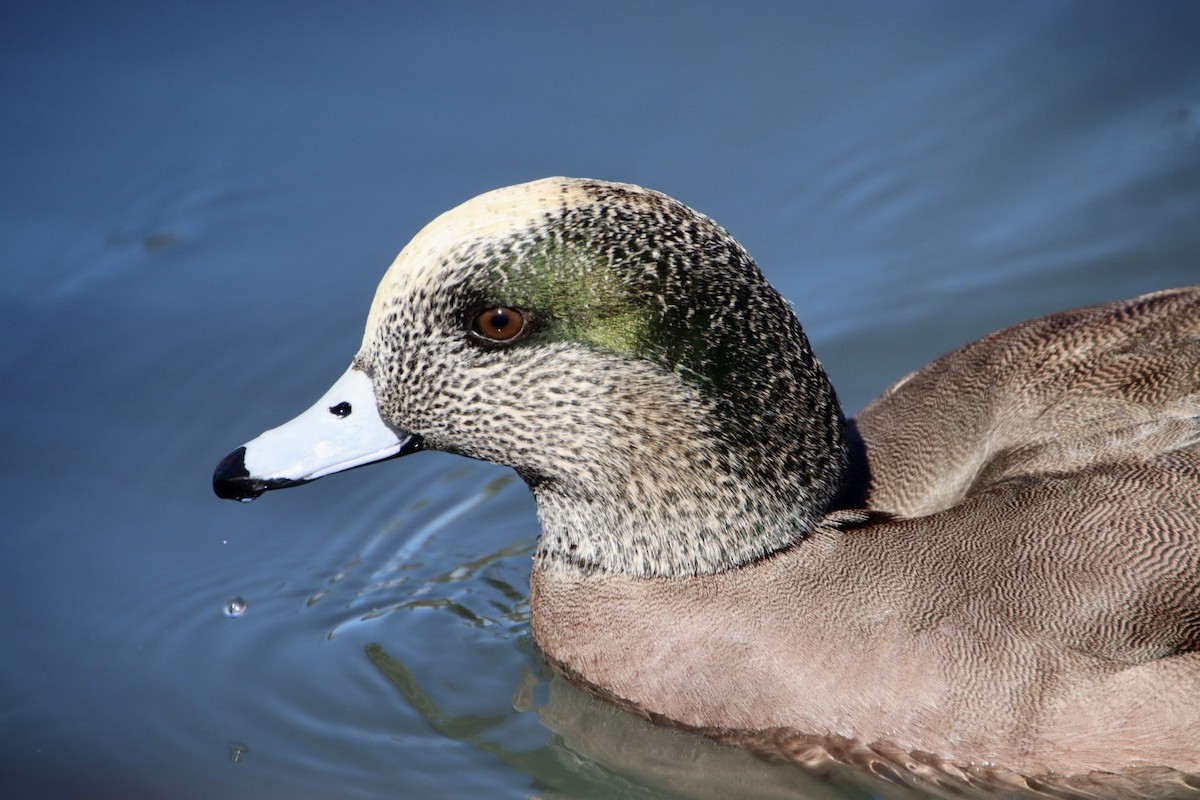 American Wigeon - ML615087628