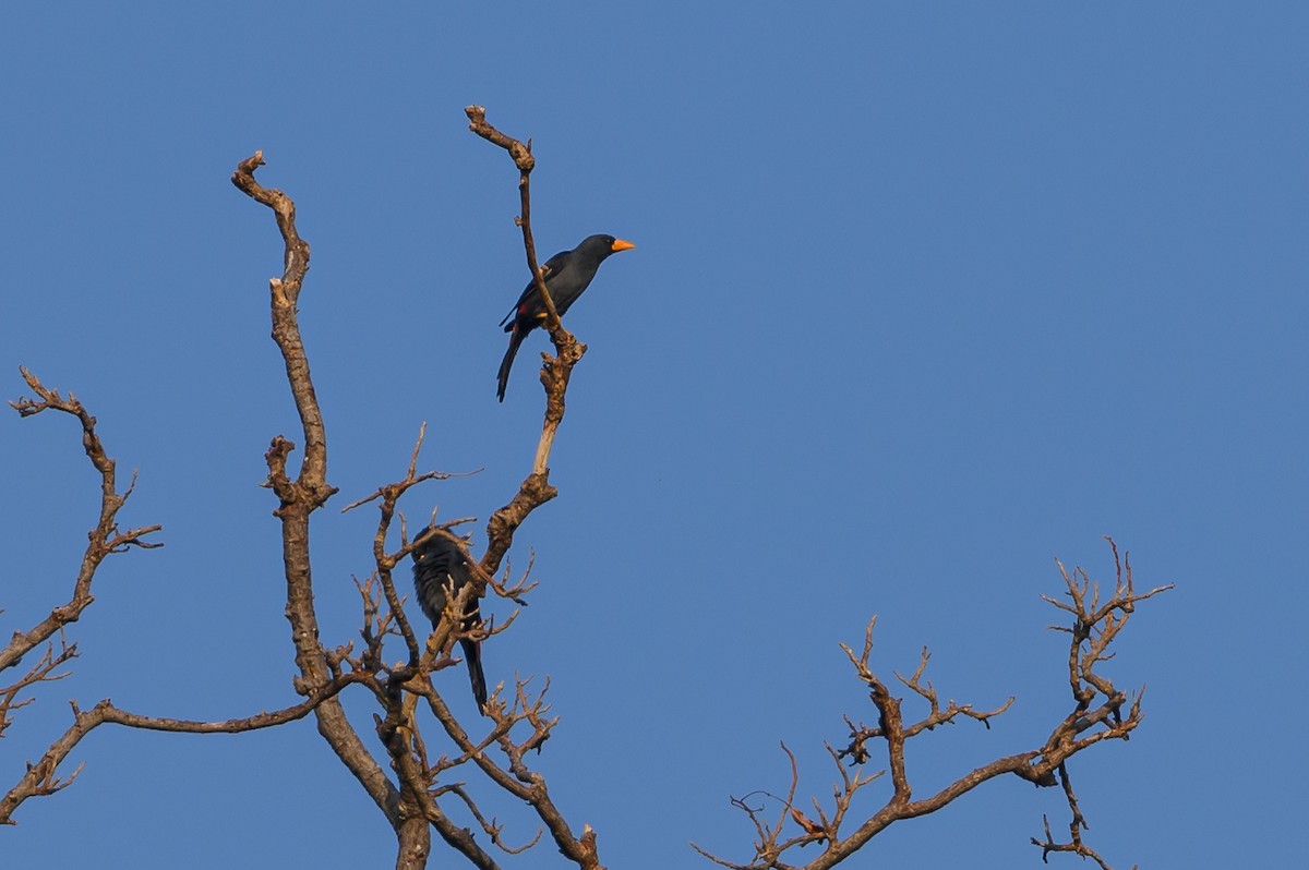 Finch-billed Myna - ML615087632