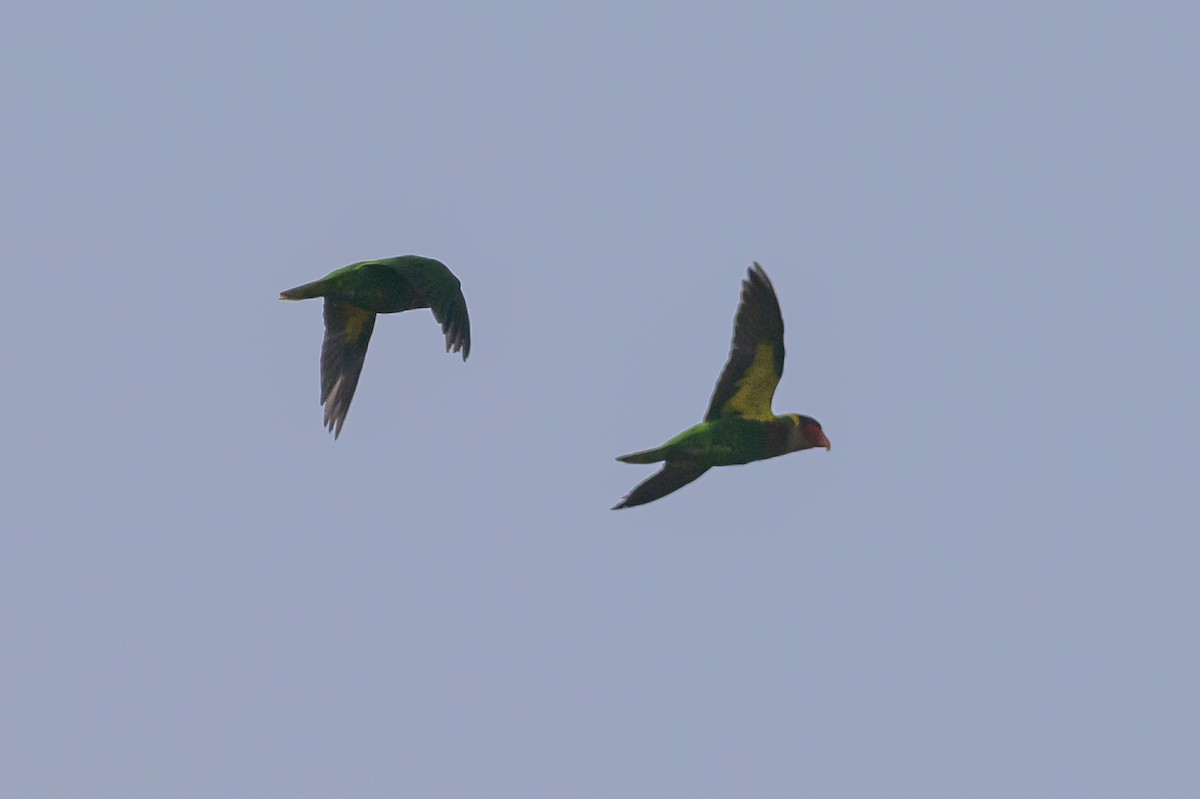 Ornate Lorikeet - ML615087641