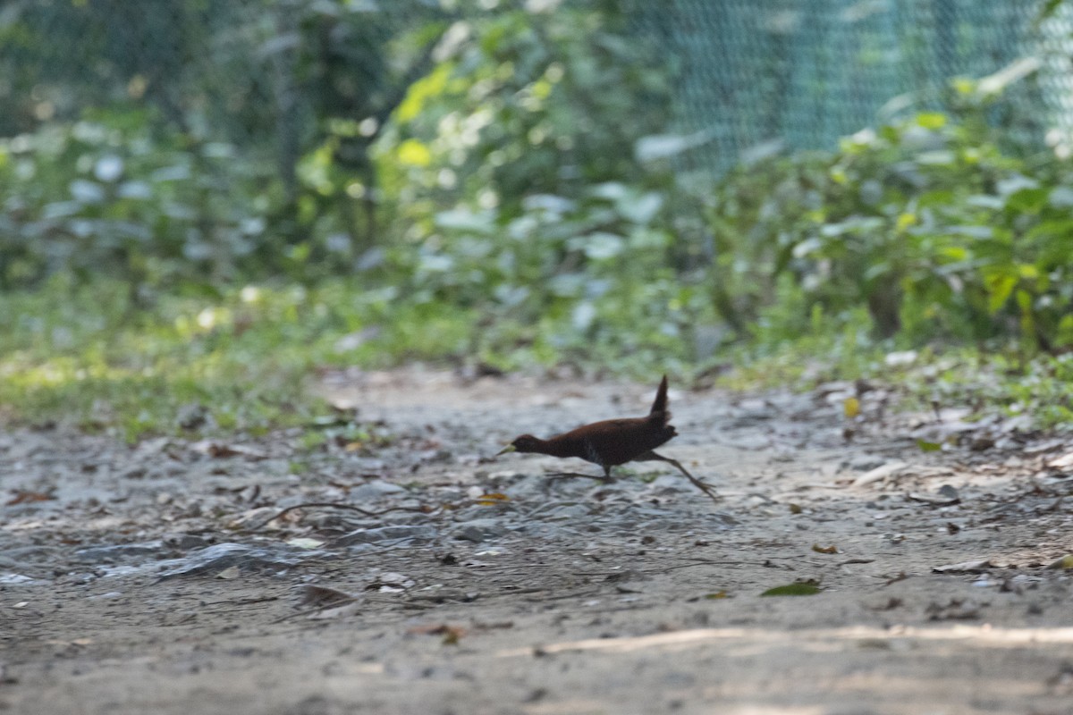 Andaman Crake - Kalpesh Krishna