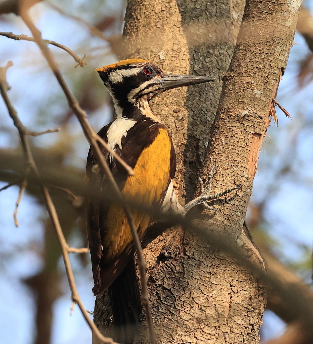 White-naped Woodpecker - ML615087659