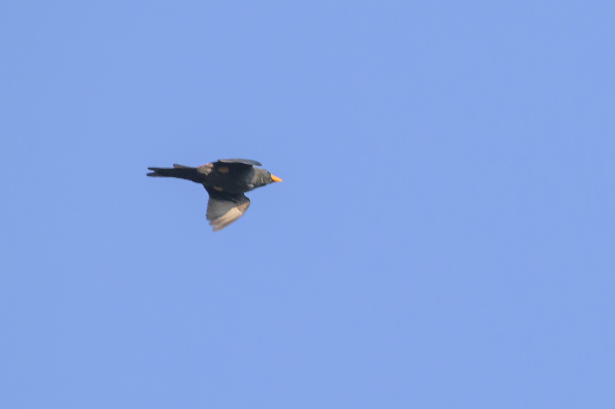 Finch-billed Myna - ML615087670