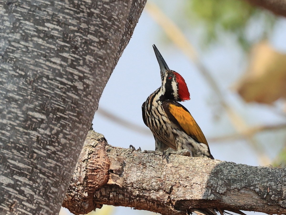 White-naped Woodpecker - ML615087690