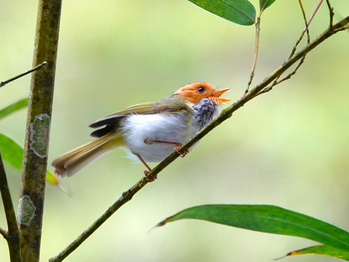 Rufous-faced Warbler - Frederic  Liu