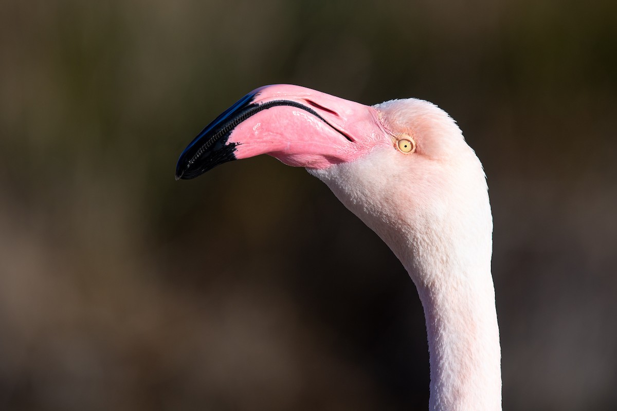 Flamant rose - ML615087796