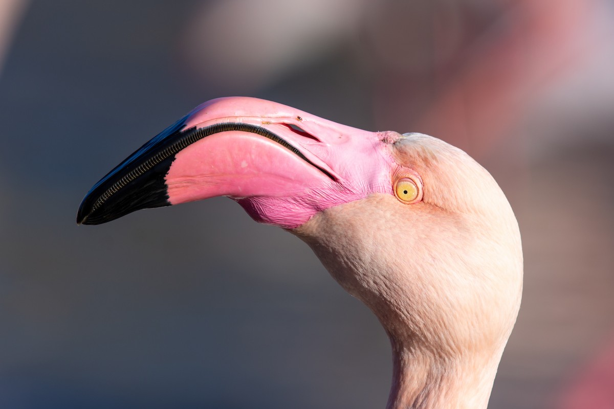 Greater Flamingo - ML615087797