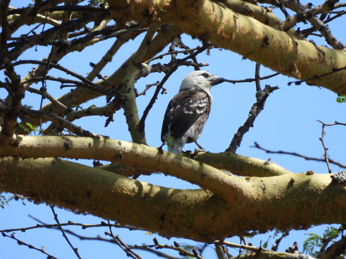 White-headed Barbet - Caroline Quinn