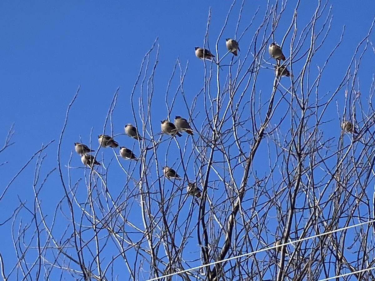 Bohemian Waxwing - ML615087809