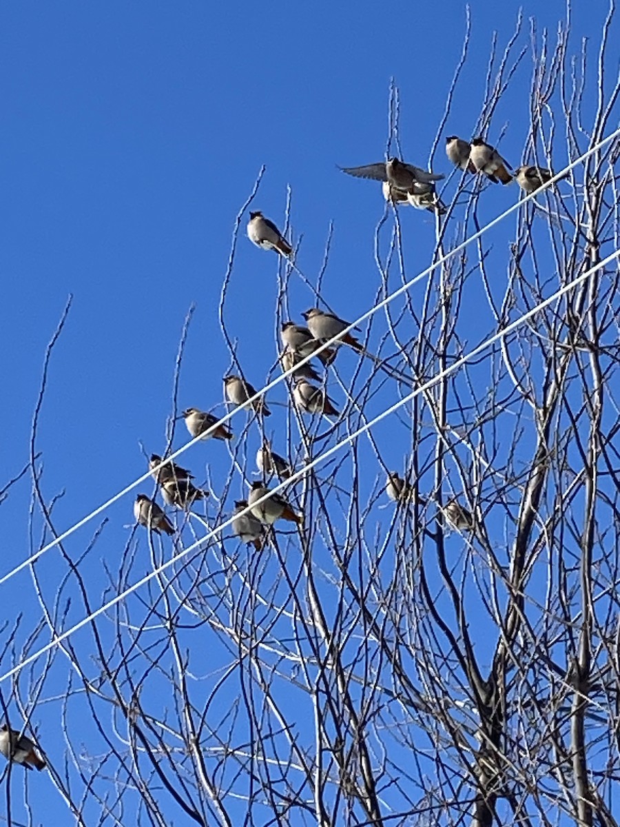 Bohemian Waxwing - ML615087810