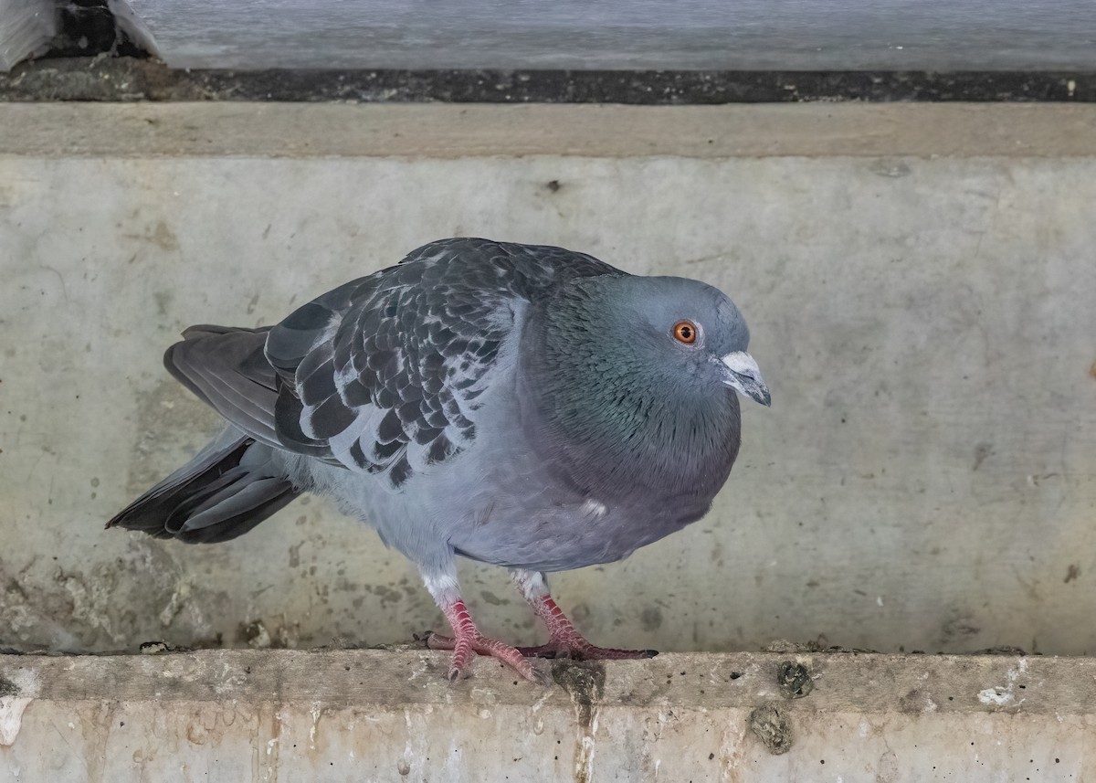 Rock Pigeon (Feral Pigeon) - ML615087847