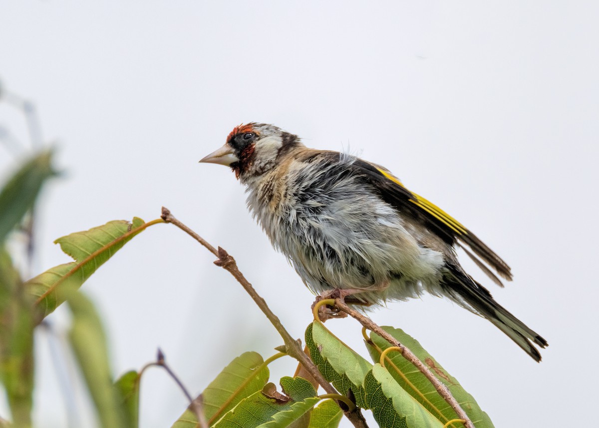 European Goldfinch - ML615087860