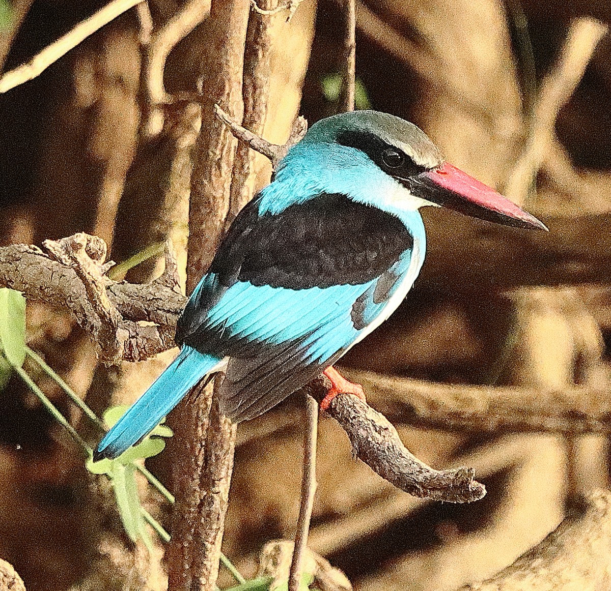 Blue-breasted Kingfisher - ML615087872