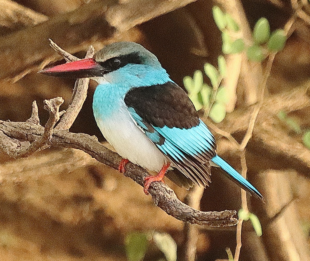 Blue-breasted Kingfisher - ML615087873