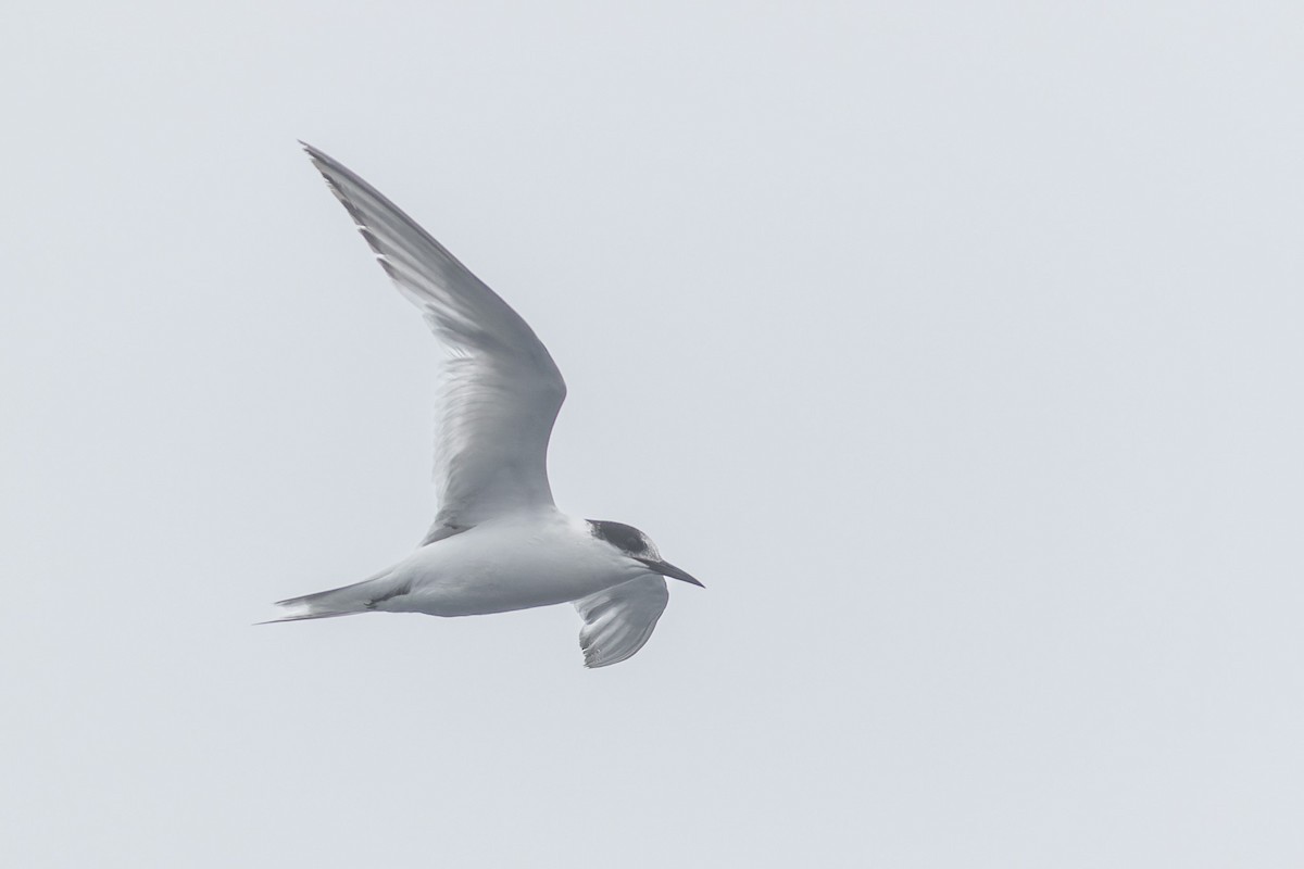 Antarctic Tern - ML615087881