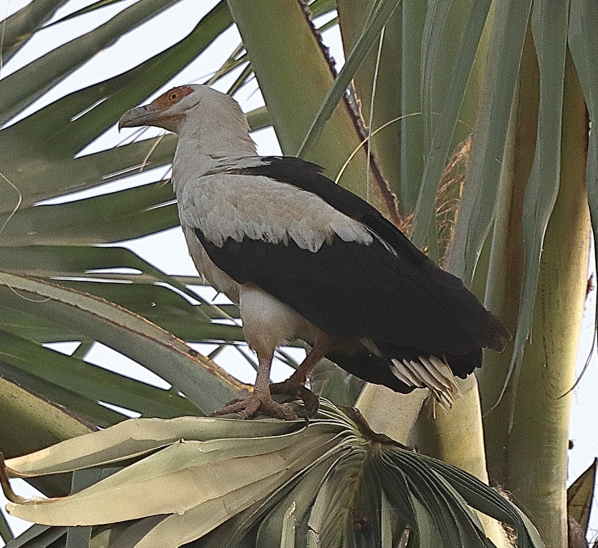 Palm-nut Vulture - ML615087887