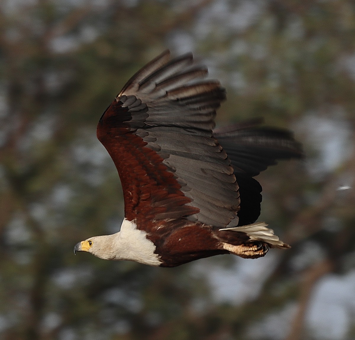 African Fish-Eagle - ML615087900