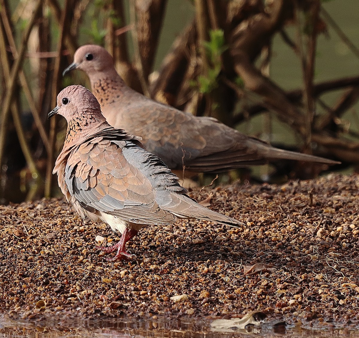 Laughing Dove - ML615087910