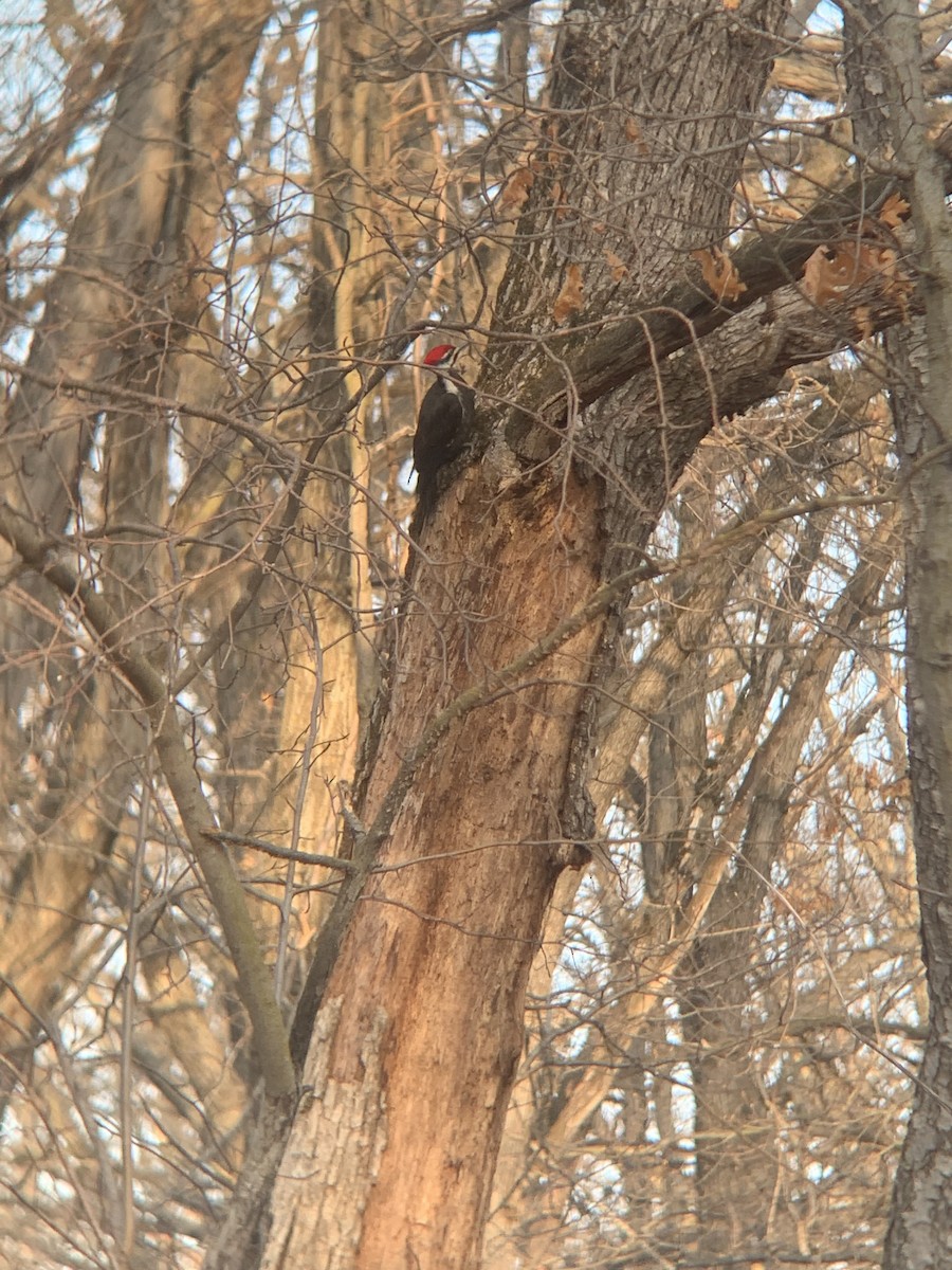 Pileated Woodpecker - Devin Everaert