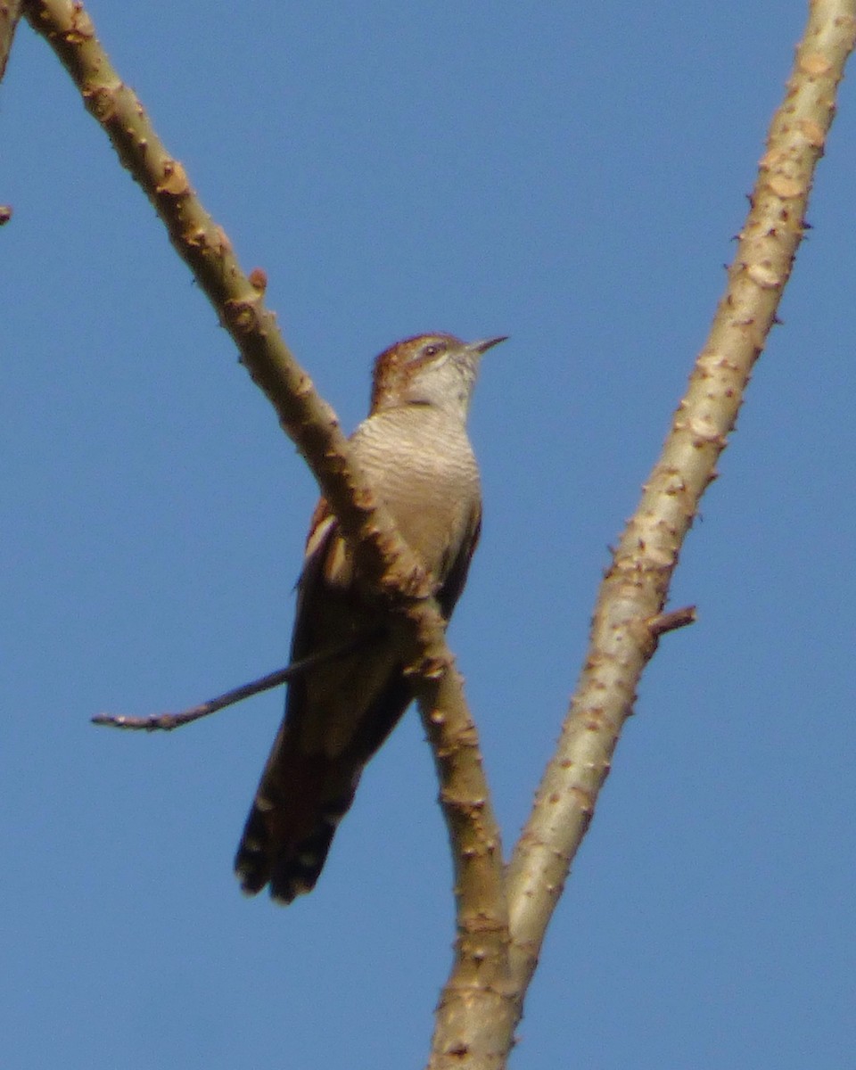 Banded Bay Cuckoo - Rustom Jamadar