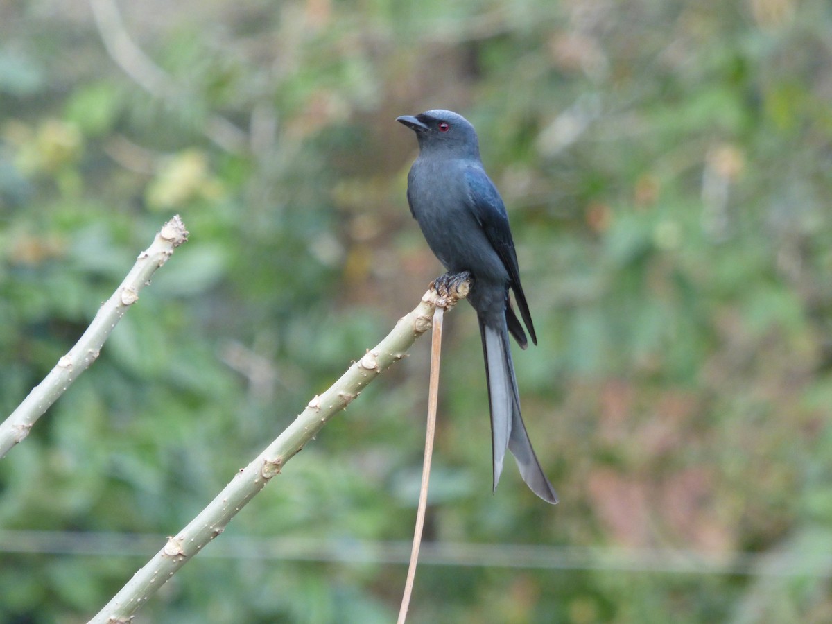 Kül Rengi Drongo - ML615088094