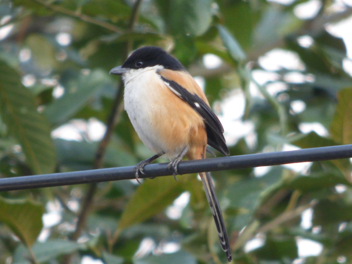 Long-tailed Shrike - ML615088100