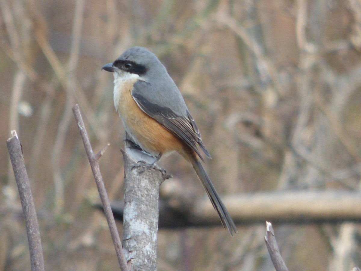 Gray-backed Shrike - ML615088102