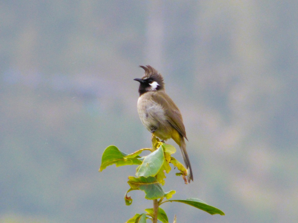 Bulbul Cariblanco - ML615088107