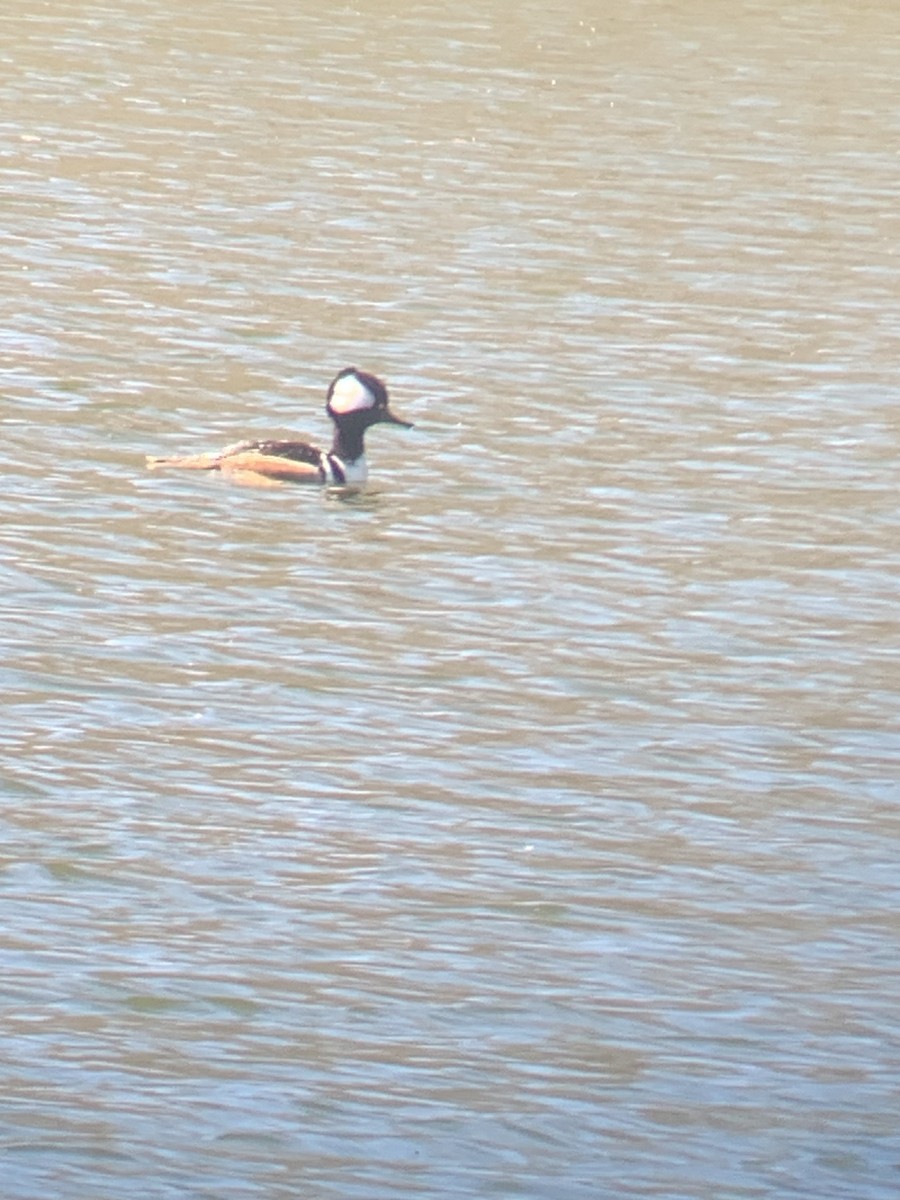 Hooded Merganser - Devin Everaert