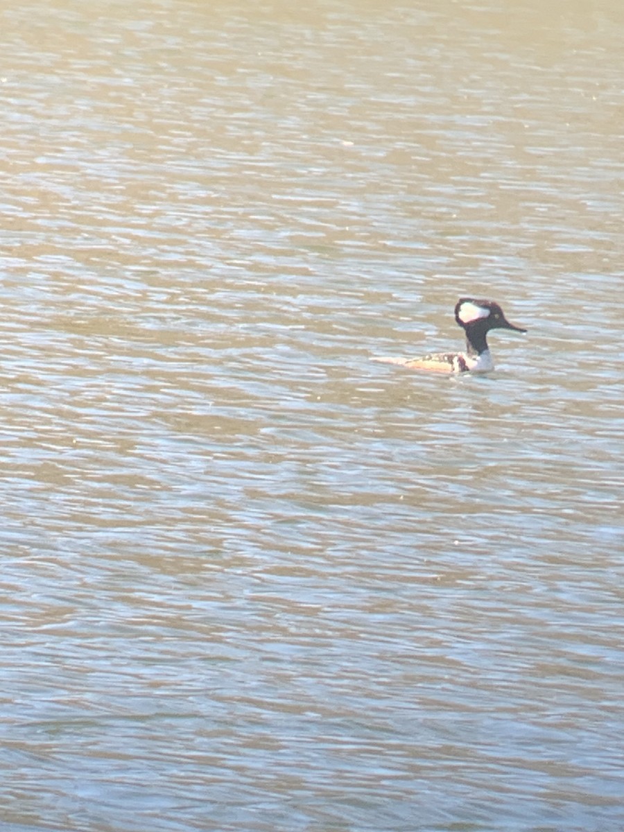 Hooded Merganser - Devin Everaert