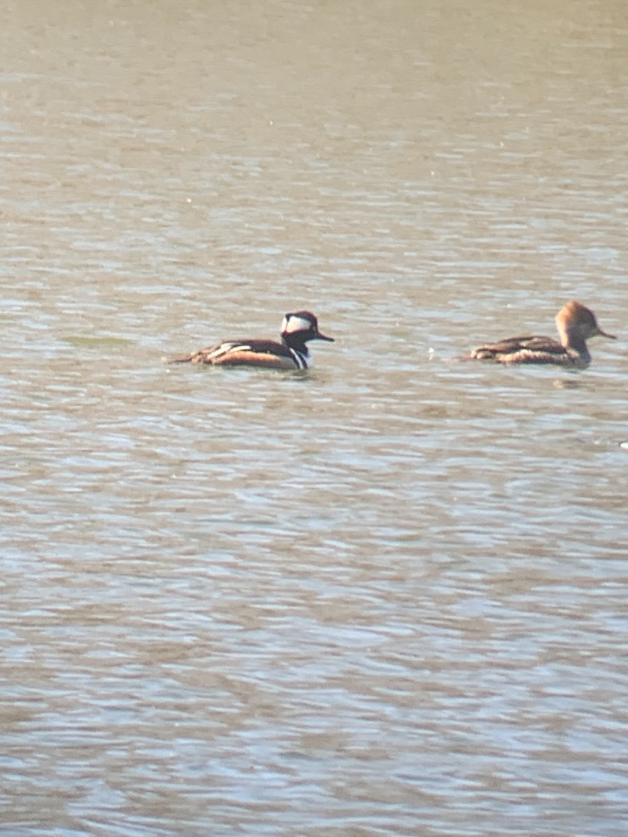 Hooded Merganser - ML615088132