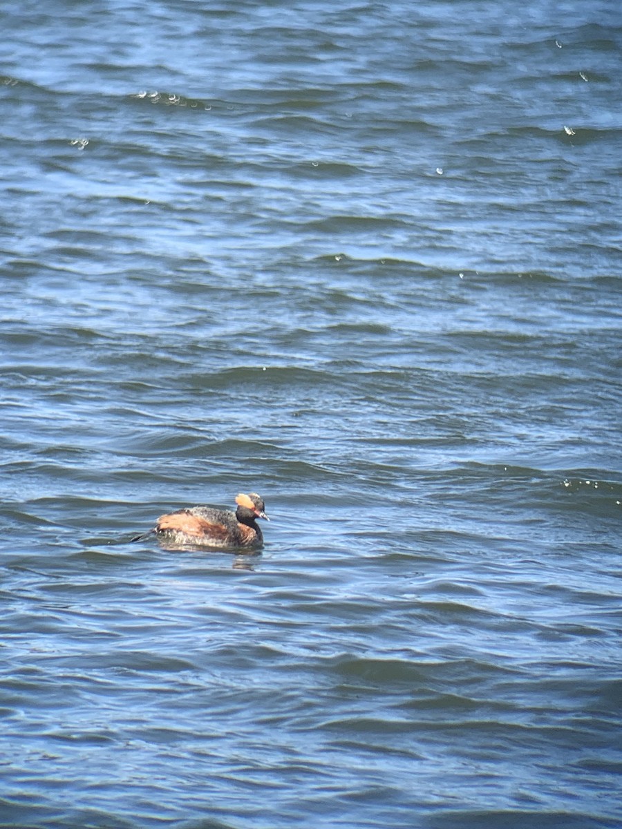 Horned Grebe - ML615088137