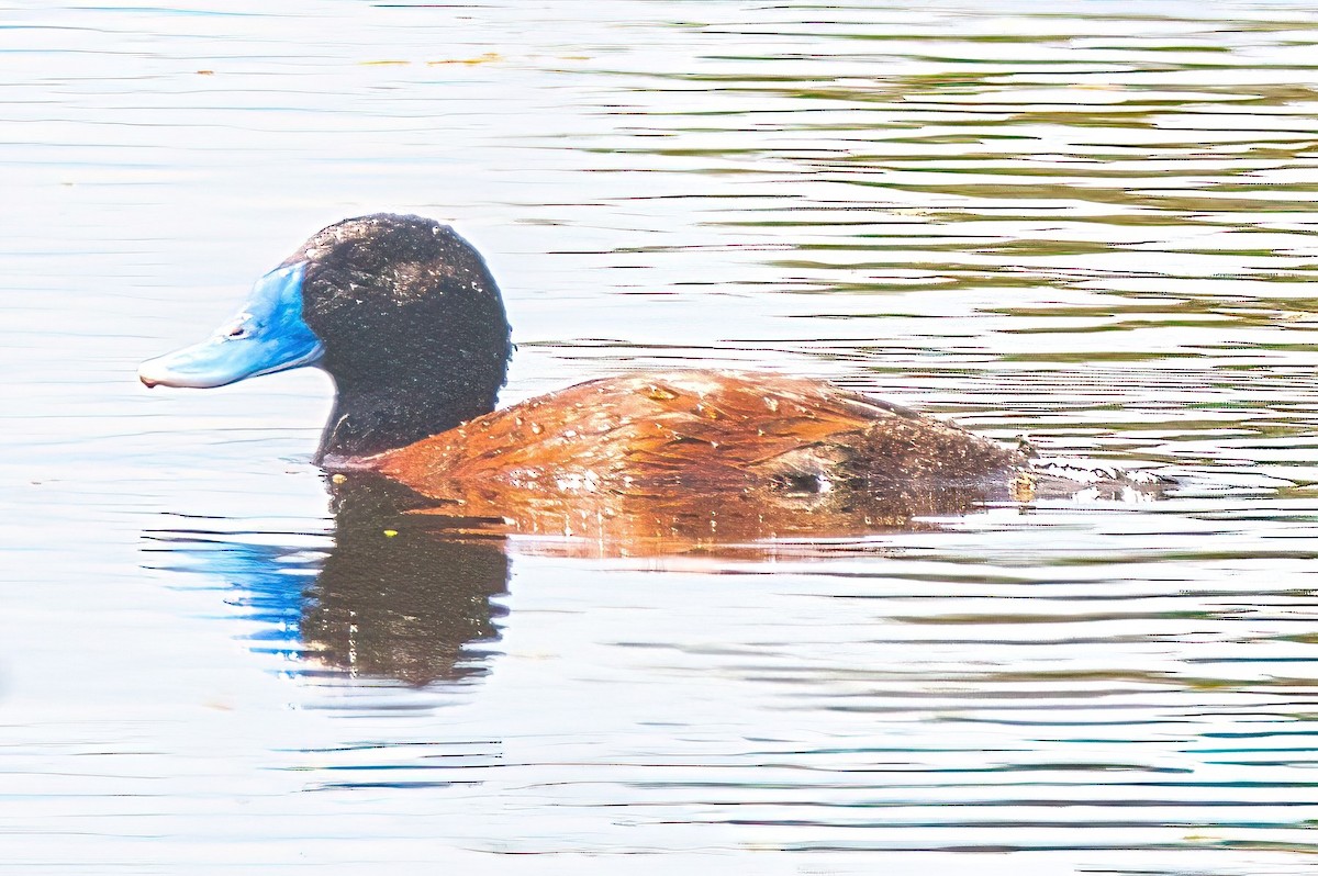 Blue-billed Duck - ML615088145