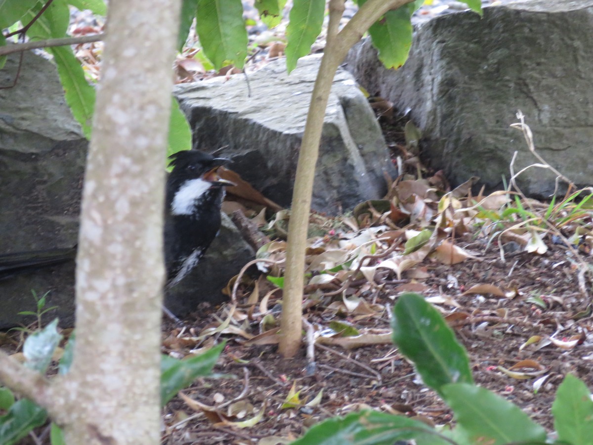 Eastern Whipbird - ML615088196