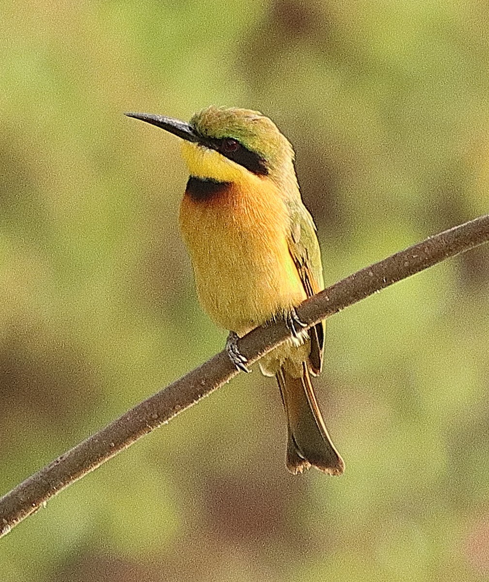 Little Bee-eater - ML615088230