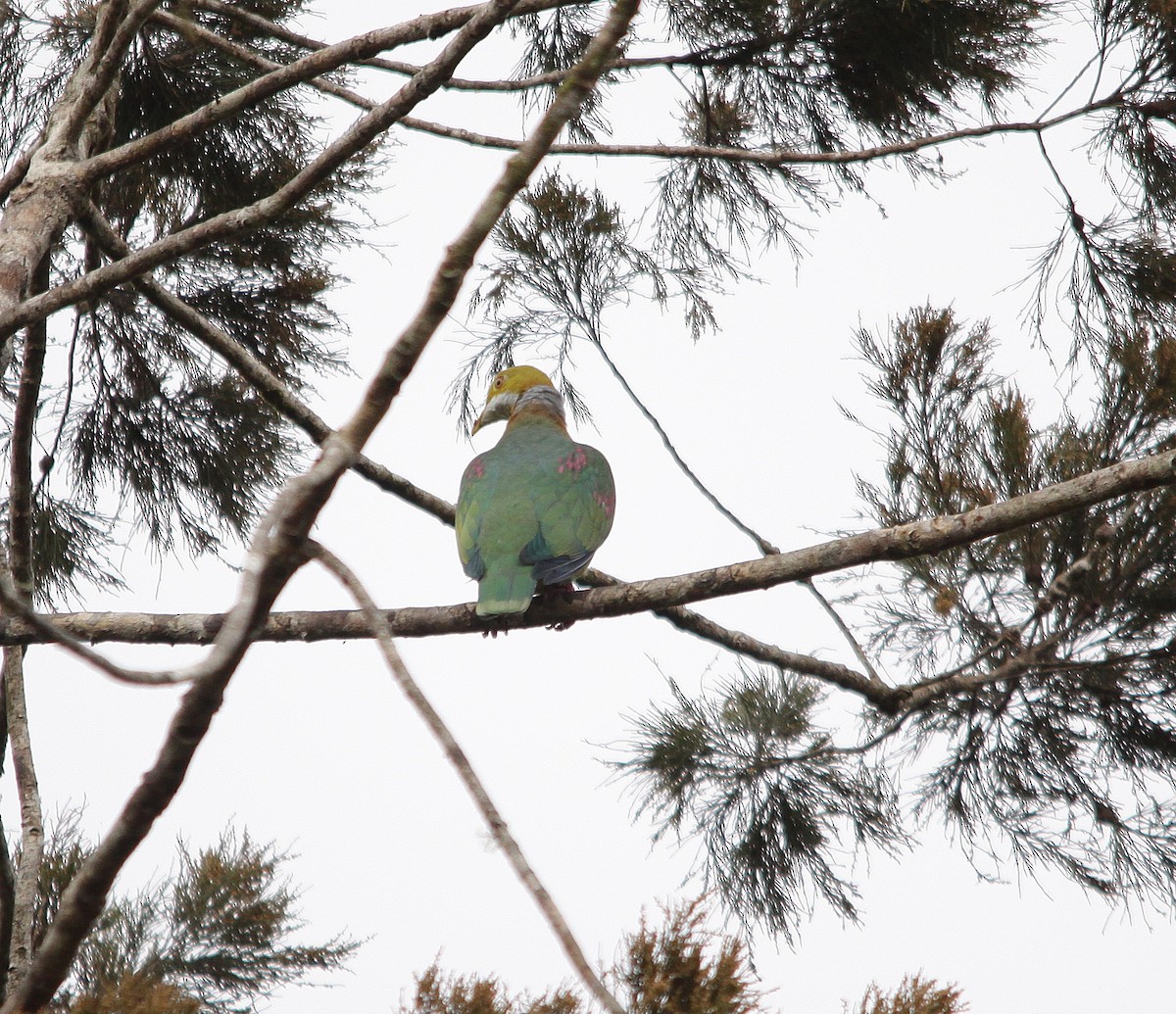 Pink-spotted Fruit-Dove - ML615088258